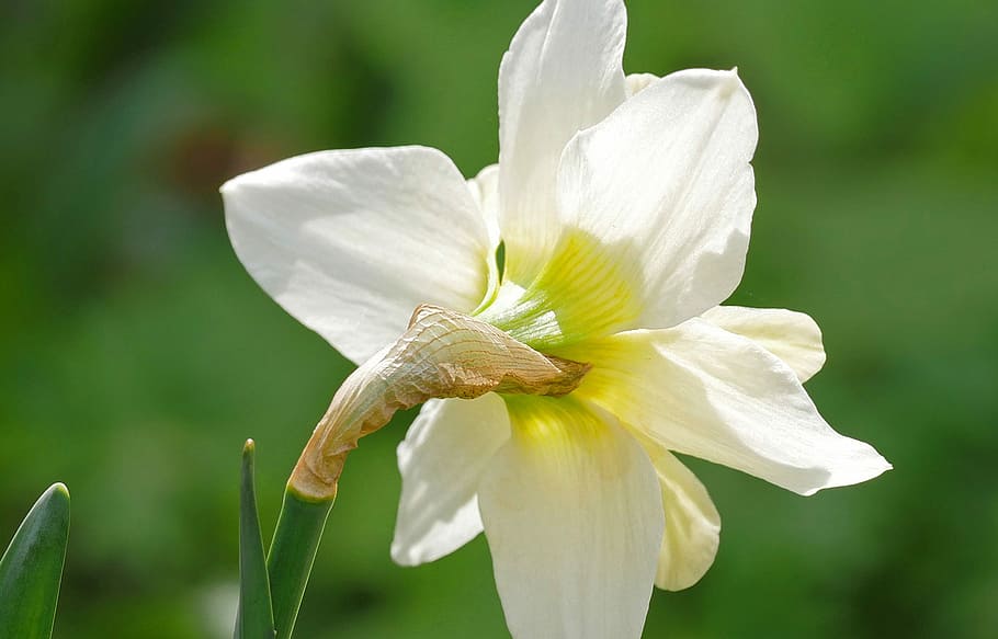 narcissus, blossom, bloom, back, daffodil, white, yellow, nature HD wallpaper