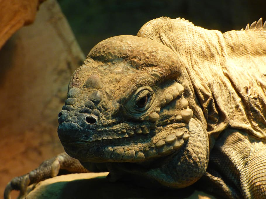 Head, Scale, Lizard, Animal, bartagam, creature, scaly, claw HD wallpaper