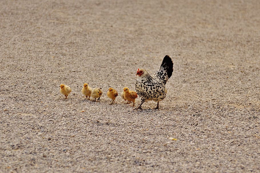 white and black hen with her chicks in brown sand, chicken HD wallpaper