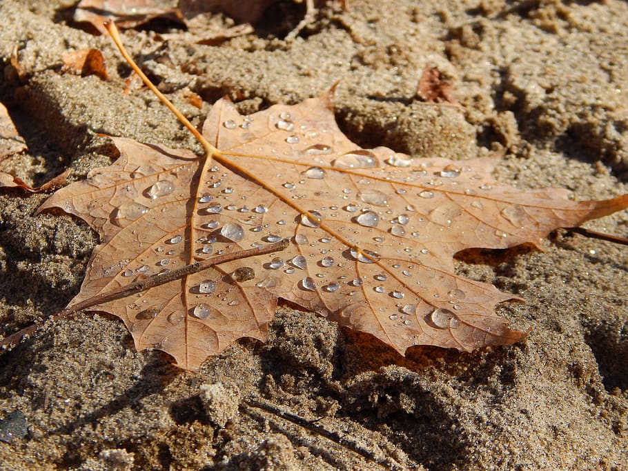 leaf, dew, fall, sand, earth, soil, maple, plants, nature, wet HD wallpaper