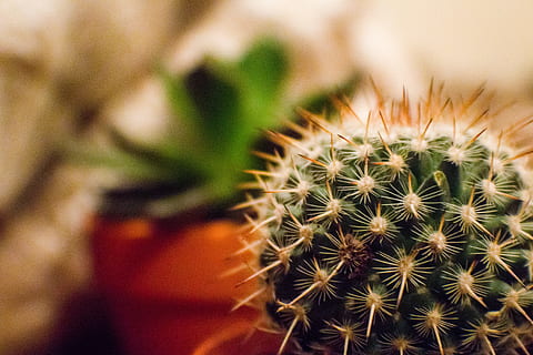 Orange and Green Cactus Plant in a Selective Focus Photography during Daytime HD wallpaper