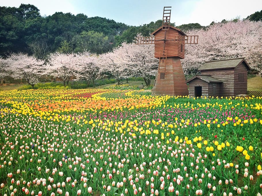 flower, windmill, ye tian, the scenery, on the hill, spring, HD wallpaper