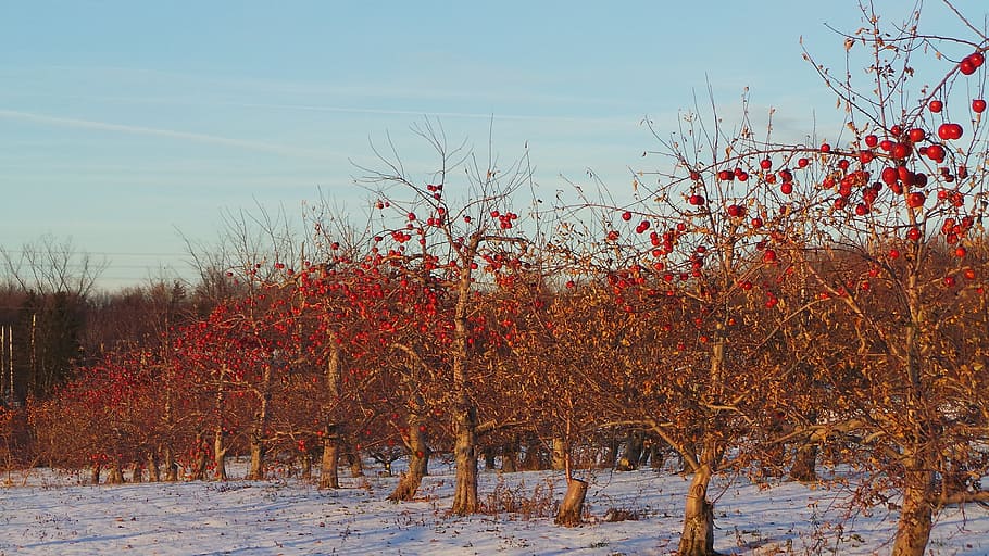 Apple, Tree, Fruit, Nature, apples, red, fresh, organic, agriculture HD wallpaper
