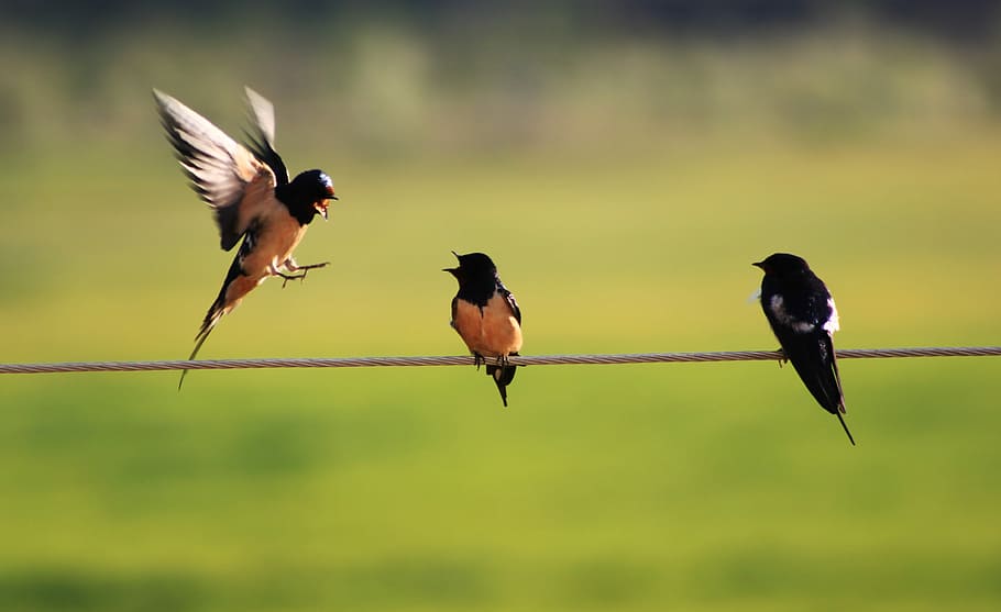 Swallow, Bird, Wire, Nature, Green, animals in the wild, animal themes HD wallpaper