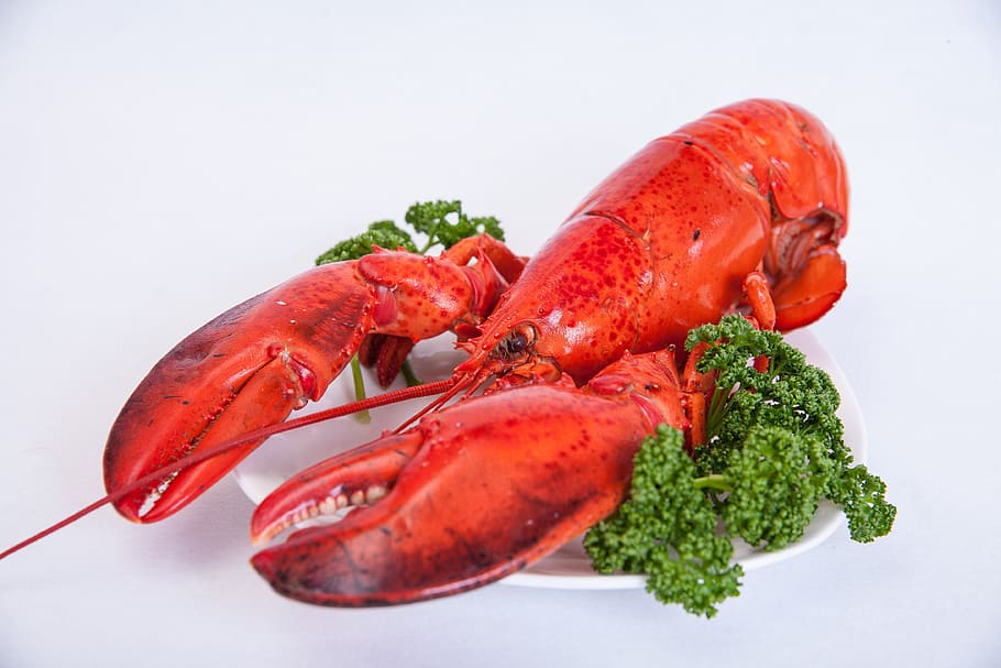lobster on ceramic plate, Shrimp, Food, Gauze, Eating Out, red, HD wallpaper