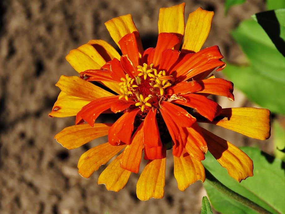 flower, orange, yellow, rust, garden, flowering plant, freshness HD wallpaper