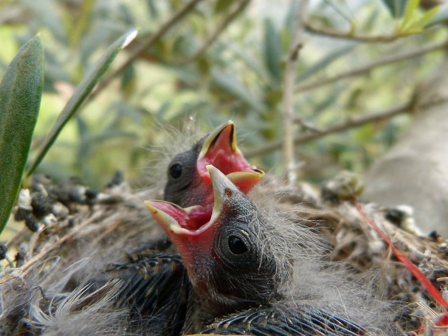 Breeding, Nest, Bird, chick, young, birds, incubate, chicken - bird HD wallpaper