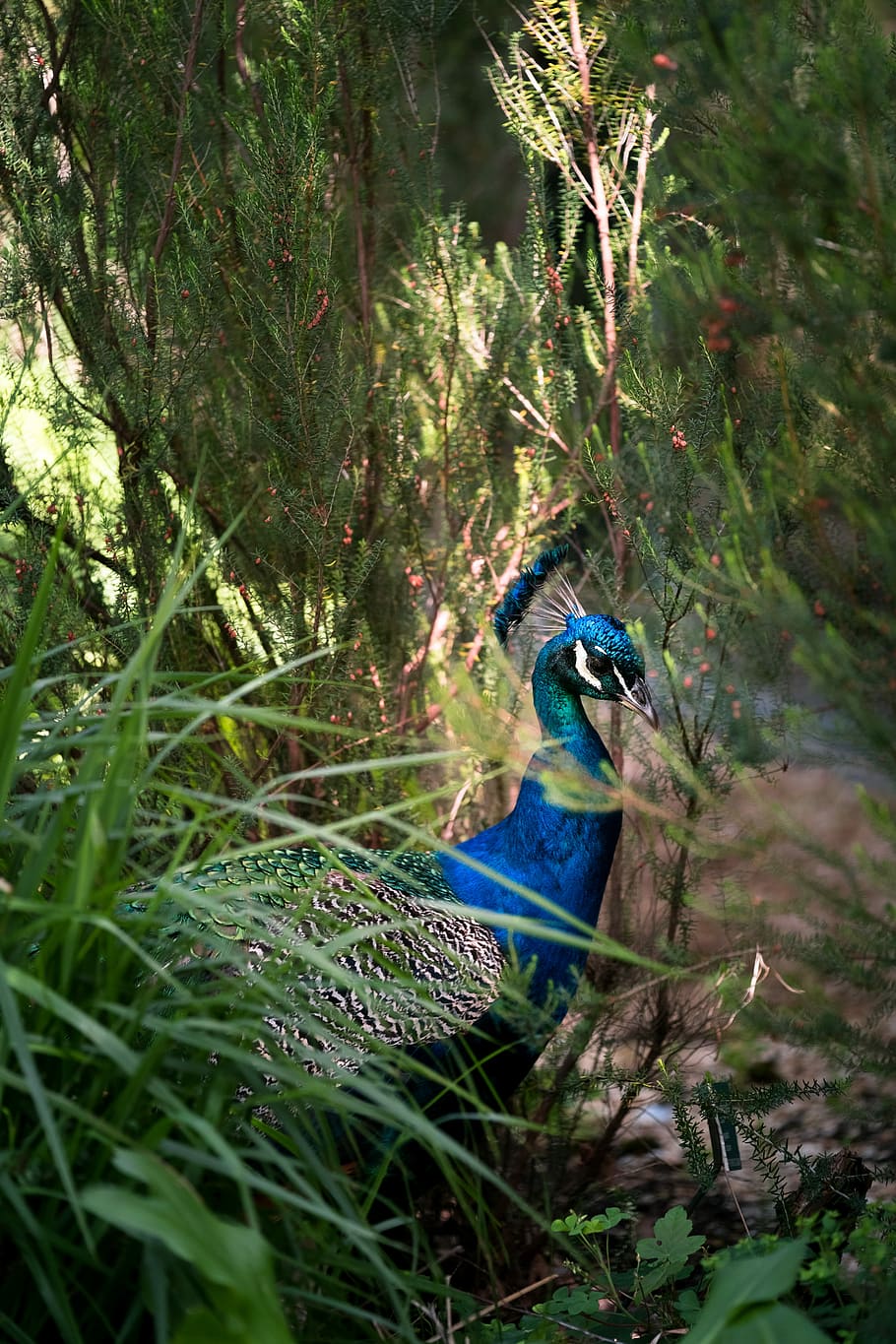 shallow focus photography of blue peacock, blue peafowl on grass