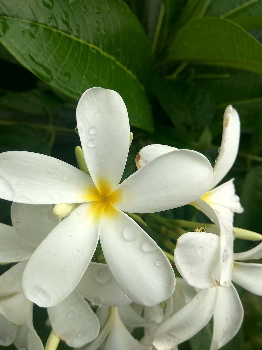 flower, white, plant, beauty in nature, growth, flowering plant HD wallpaper