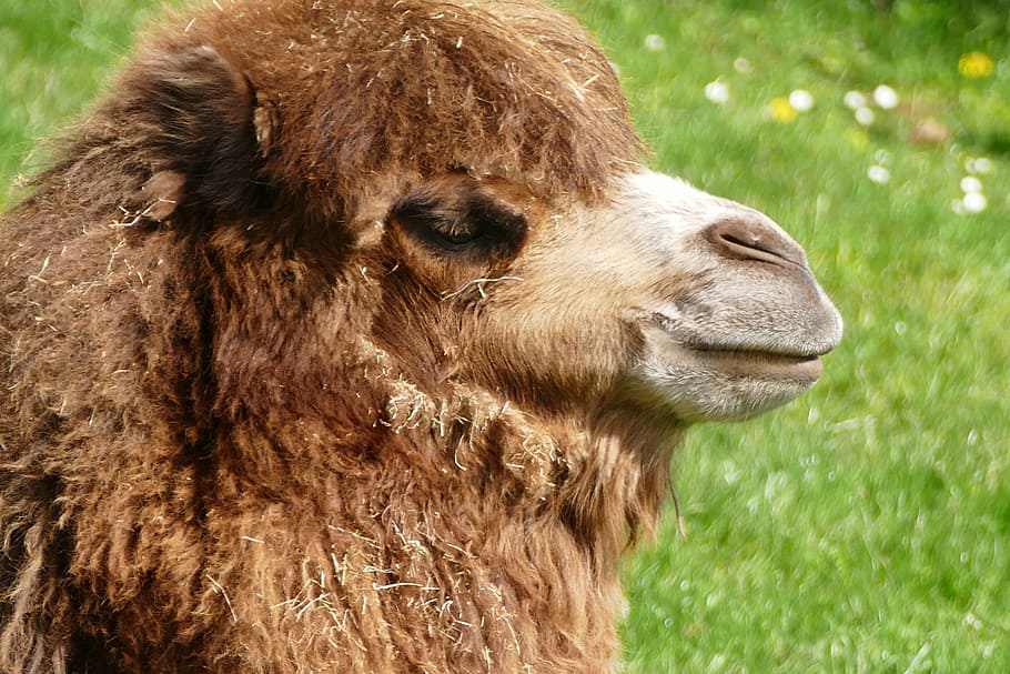camel, animals, nature, wild, wildlife, mammal, zoo, africa HD wallpaper