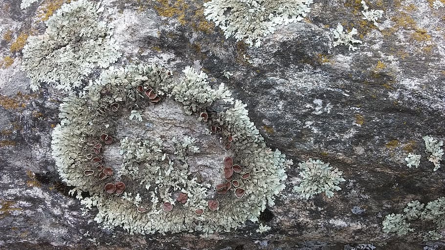 whorls, stone, moss, patterns, grey, green, nature, full frame HD wallpaper