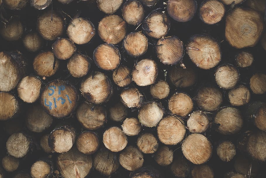 Shallow Focus Photography of Brown Tree Logs, batch, dry, firewoods, HD wallpaper