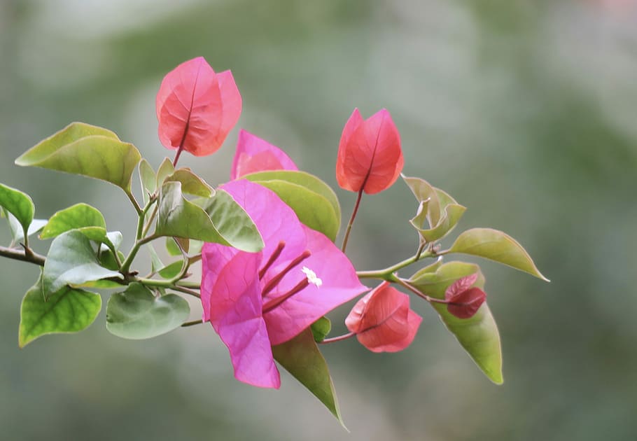 pink bougainvillea, nature, plant, leaf, flower, garden, petal HD wallpaper