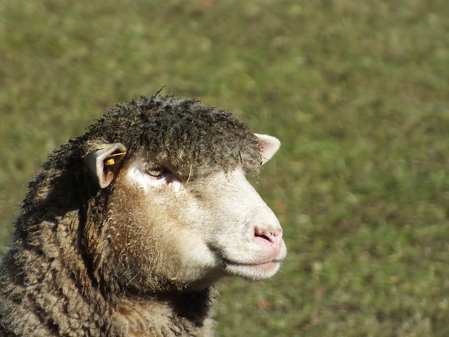 sheep, spring, wool, animal themes, mammal, one animal, animal wildlife HD wallpaper