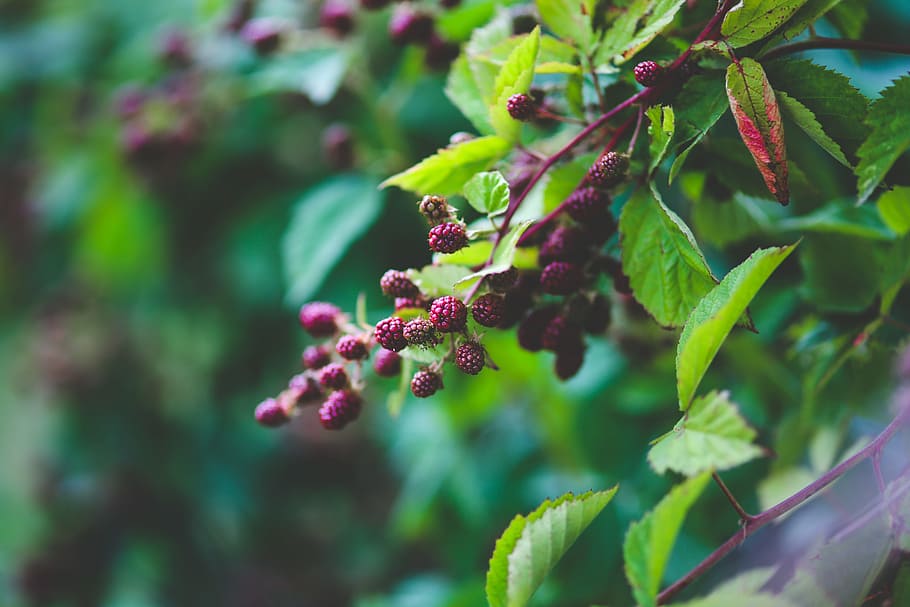 Young blackberries, shrub, growth, plant part, leaf, food and drink HD wallpaper