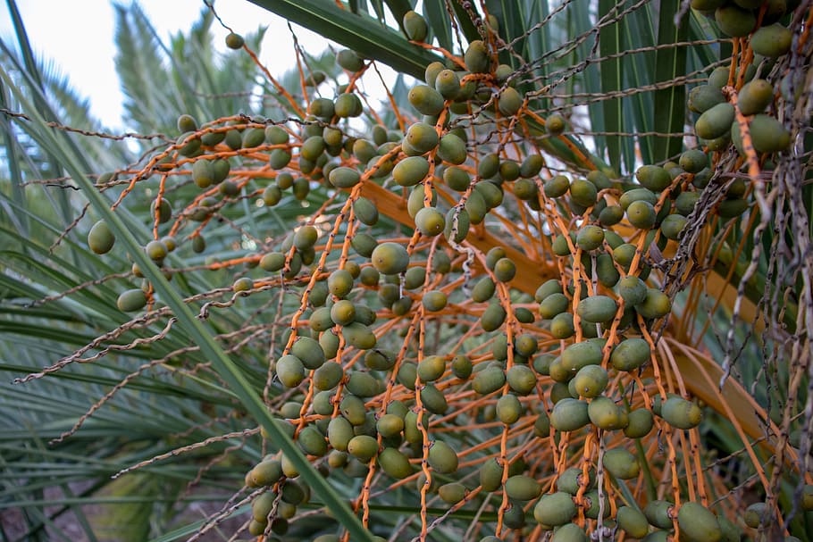 fruit, tree, food, nature, flora, palm, food and drink, healthy eating HD wallpaper