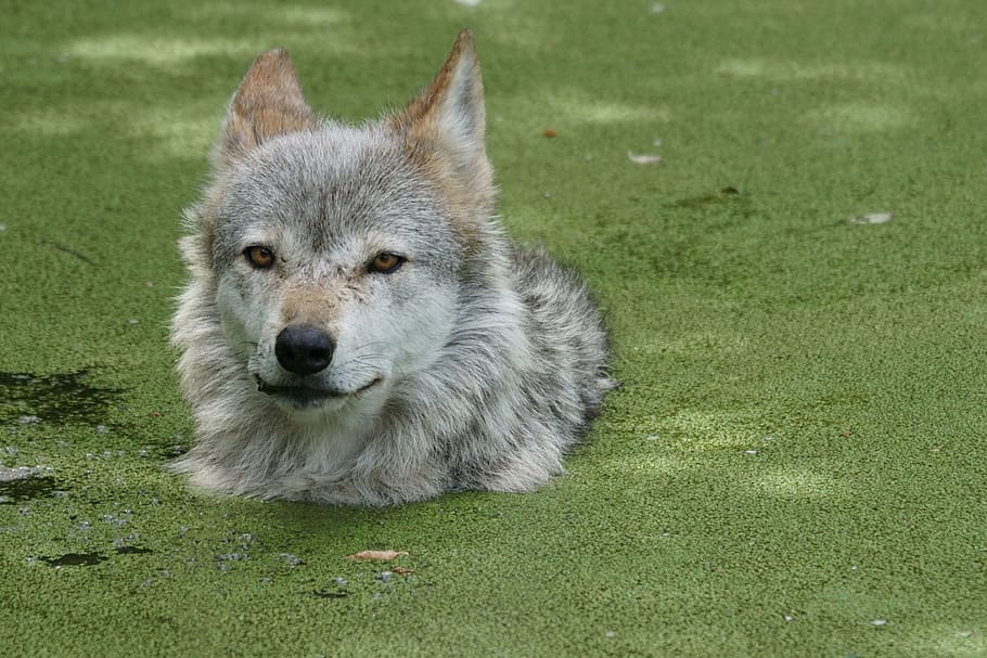 gray and white wolf, pond, zoo, one animal, animal themes, mammal HD wallpaper