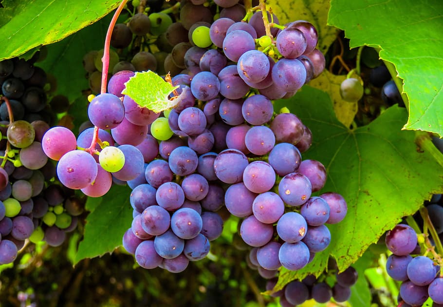 red grapes, autumn, vine, fruit, winegrowing, grapevine, blue grapes, HD wallpaper