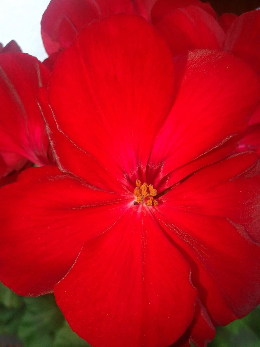 Macro, Geranium, Autumn, red, flower, petal, flower head, nature HD wallpaper