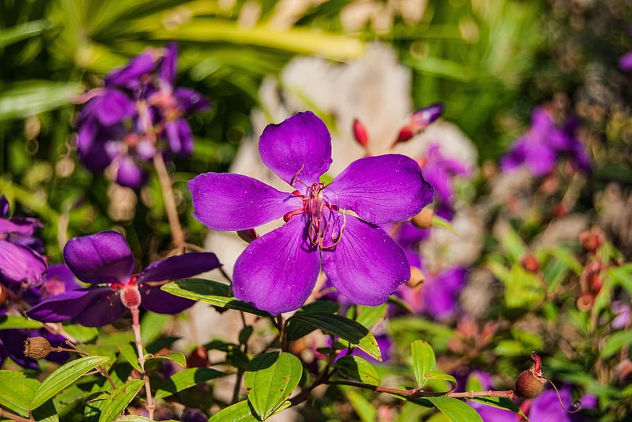 flowers, purple, nature, refreshing, purple flowers, the zoom