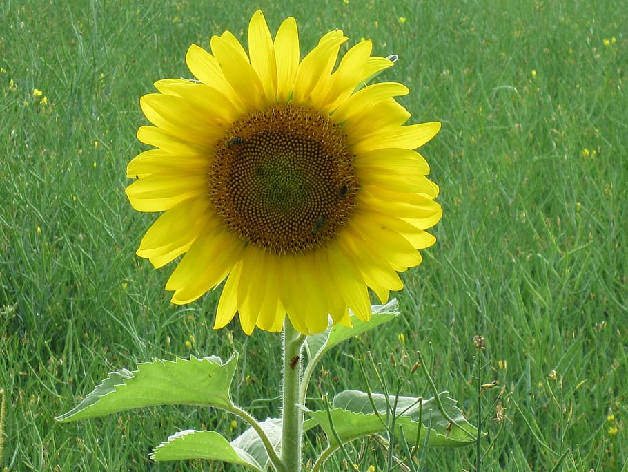 sun flower, meadow, bloom, flowering plant, yellow, growth HD wallpaper