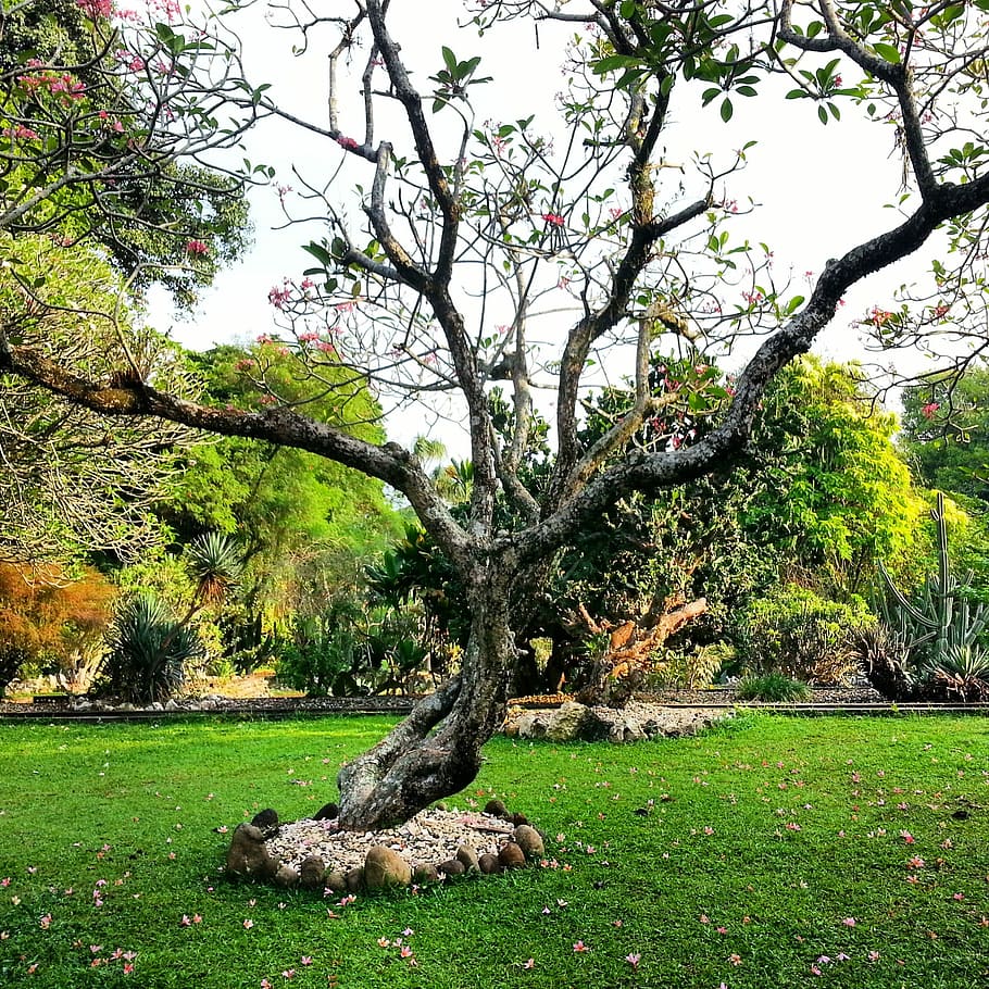 Tree, Botanical Garden, green, environment, outdoor, ecosystem HD wallpaper