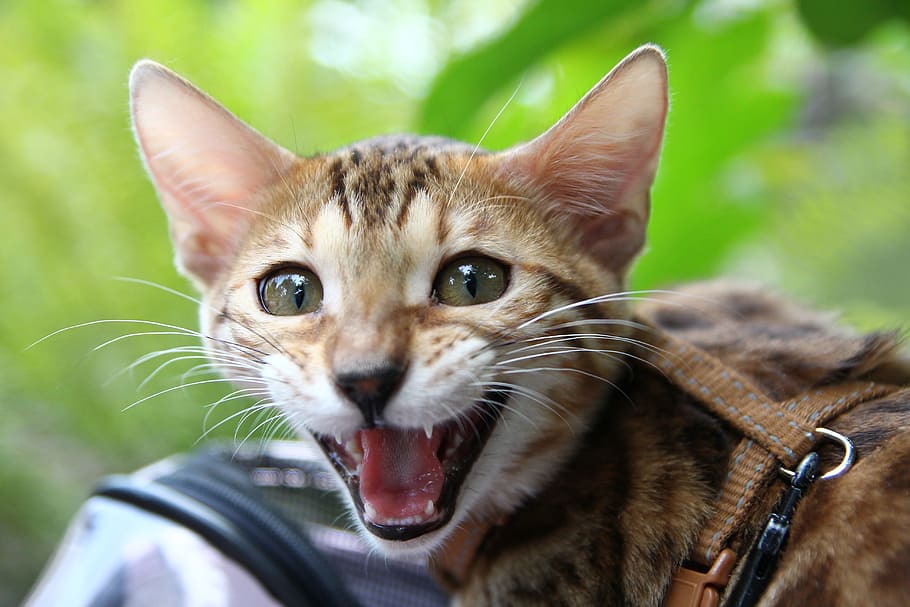 Cat, Wildlife, Portrait, domestic cat, looking at camera, pets HD wallpaper