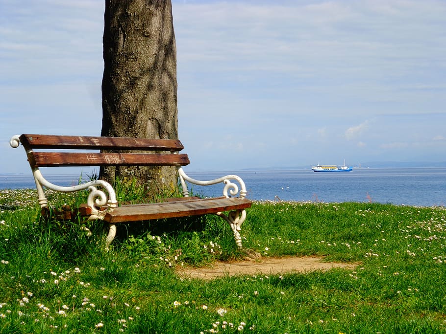 bench beside tree on grass field near sea, prato, solitude HD wallpaper