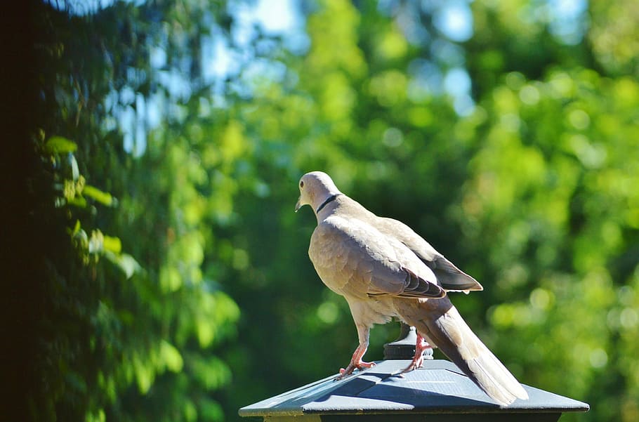 dove, bird, collared, nature, city pigeon, poultry, wing, animal HD wallpaper