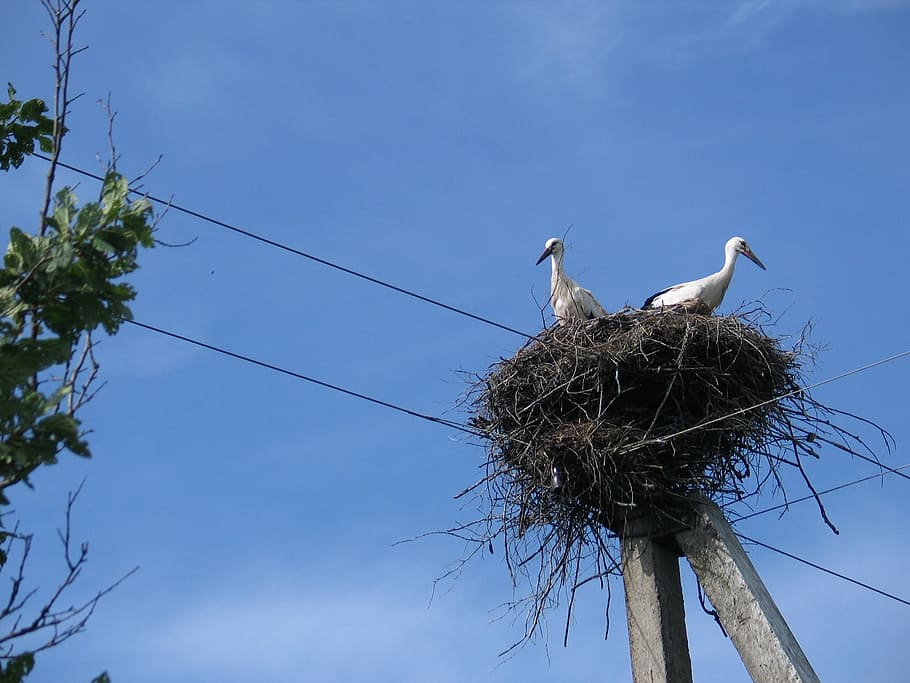 stork, jack, birds, animal nest, vertebrate, animal themes HD wallpaper