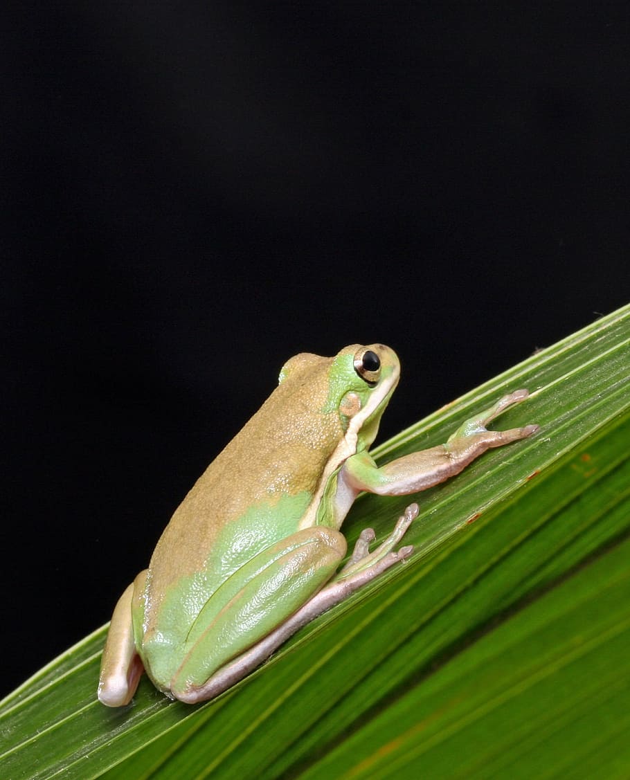 HD wallpaper: frog, close-up, macro, portrait, details, green tree frog ...