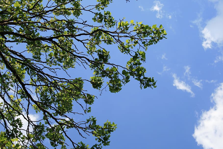 Branches, Trees, Foliage, Leaves, clumped, green, sky, blue HD wallpaper