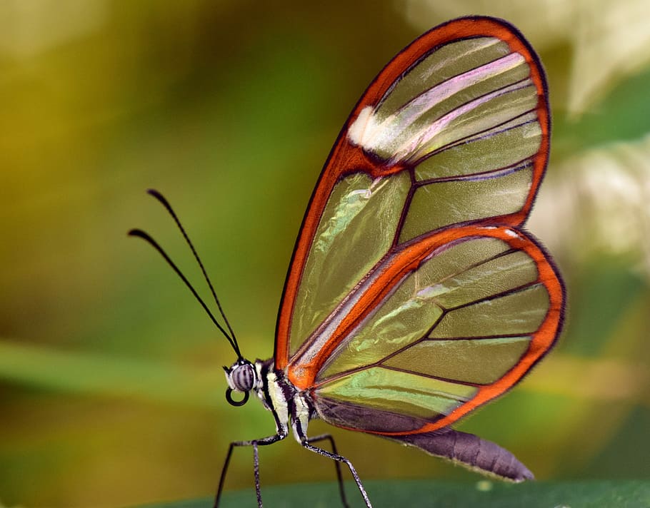 close-up photography of glasswing butterfly on green surface, HD wallpaper