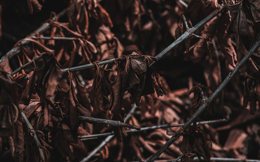 brown dried leaves, macro shot of dried leaves, tree, undergrowth HD wallpaper
