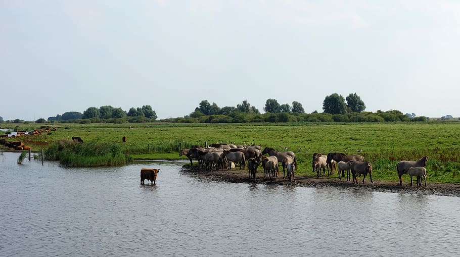 wild horses, nature reserve, lauwersmeer, aurochs, animals, HD wallpaper