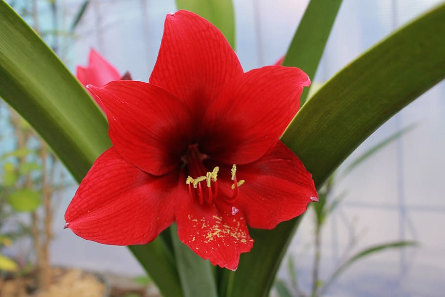 lily, red, flower, blossom, flowering plant, close-up, vulnerability HD wallpaper