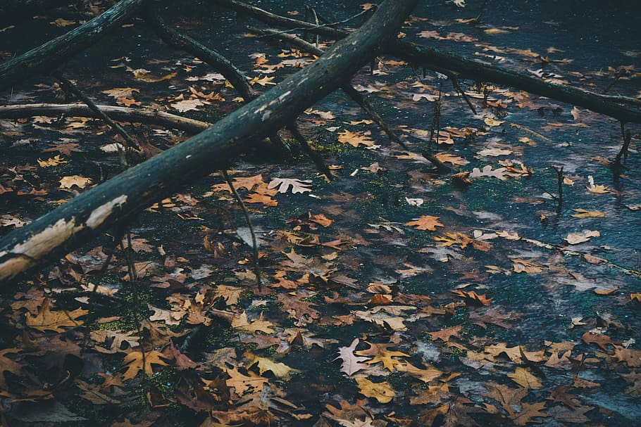 filtered photography of dried maple leafs on body of water under two fallen trees, maple leaf on body of water HD wallpaper