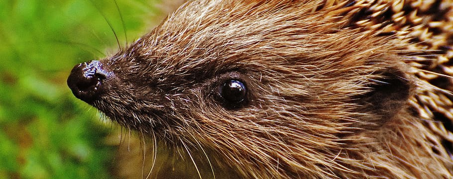 closeup photo of brown hedgehog near green plant, hedgehog child, HD wallpaper