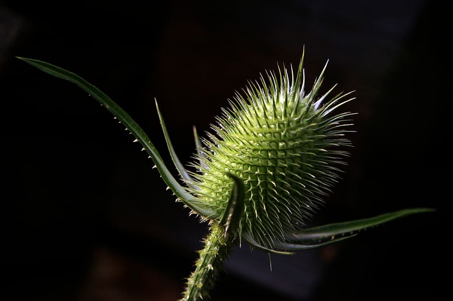 nature, microphone, thistle, plant, close-up, no people, green color HD wallpaper