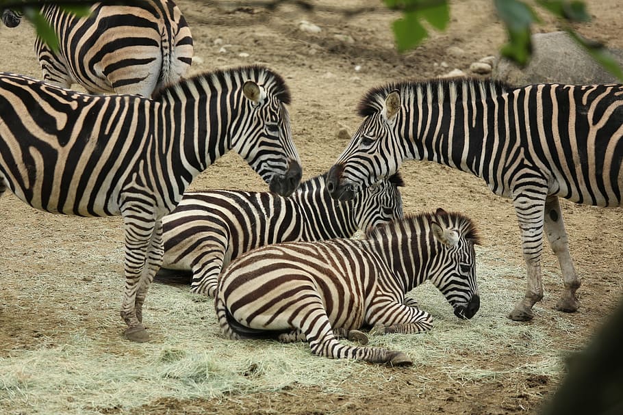 Pet, Zebra, Zoo, animals in the wild, striped, animal wildlife HD wallpaper
