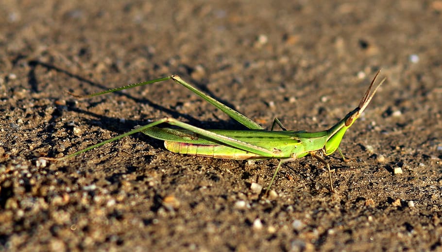 Grasshopper, Insecta, green, nature, close-up, macro, leaf HD wallpaper
