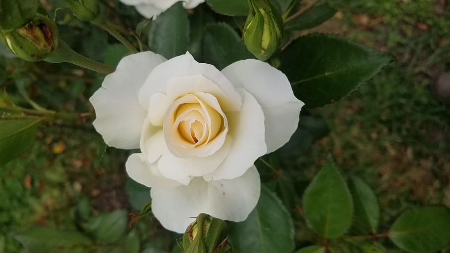 flower, leaf, nature, flora, petal, rose, white, flowering plant HD wallpaper