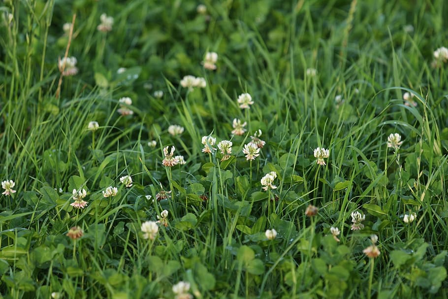 meadow, klee, grass, green, red clover, clover flower, plant HD wallpaper