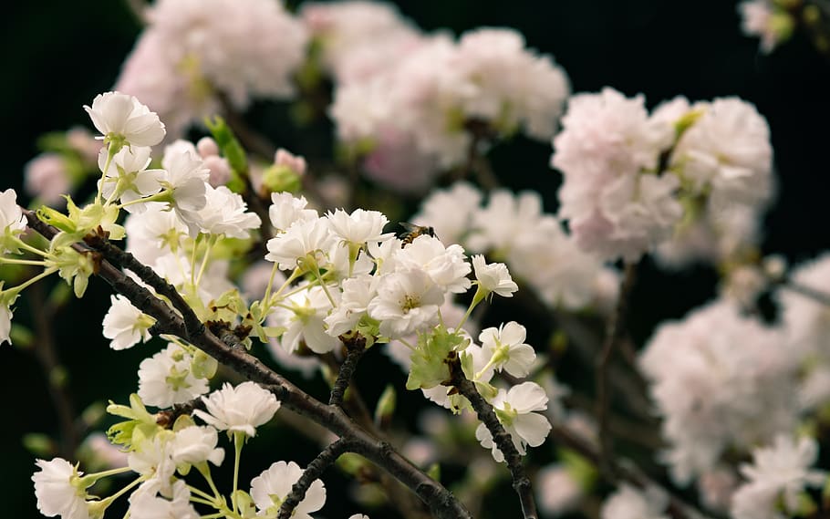 sakura, spring, bee, nature, flower, flowering plant, fragility HD wallpaper