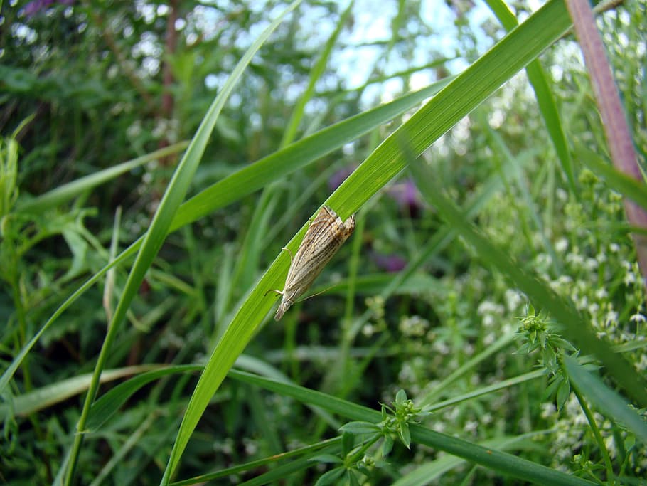 grass, insect, closeup, macro, meadow, vegetation, meadow grass HD wallpaper