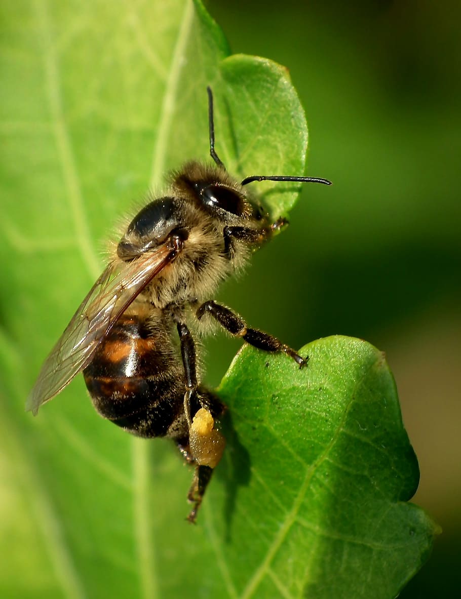 bee, forage, macro, insect, nature, pollinator, garden, leaf HD wallpaper