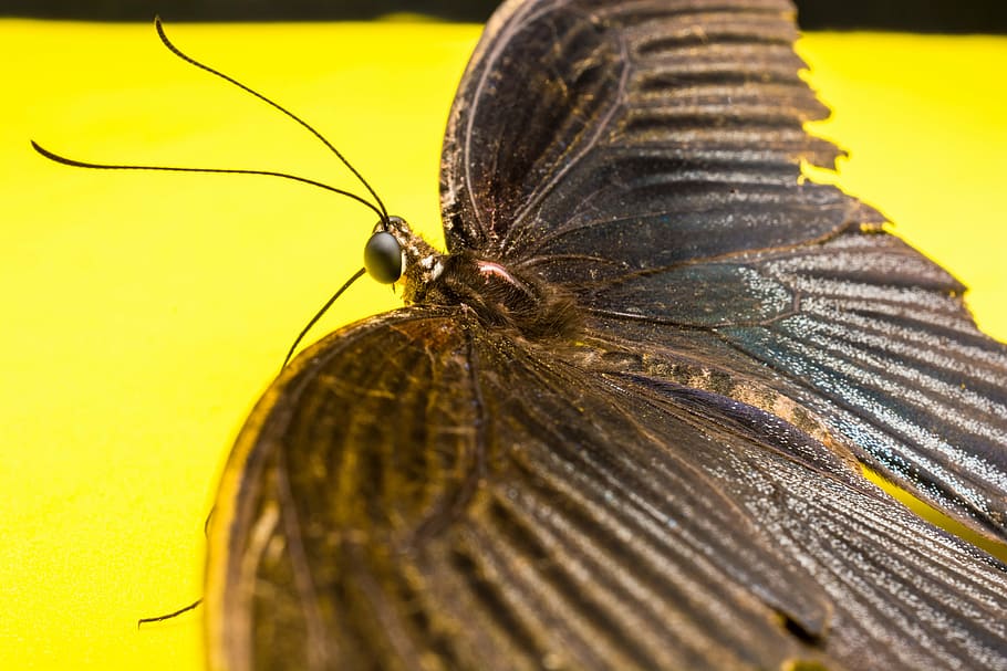 butterfly, insect, animal, invertebrate, animal wildlife, one animal HD wallpaper