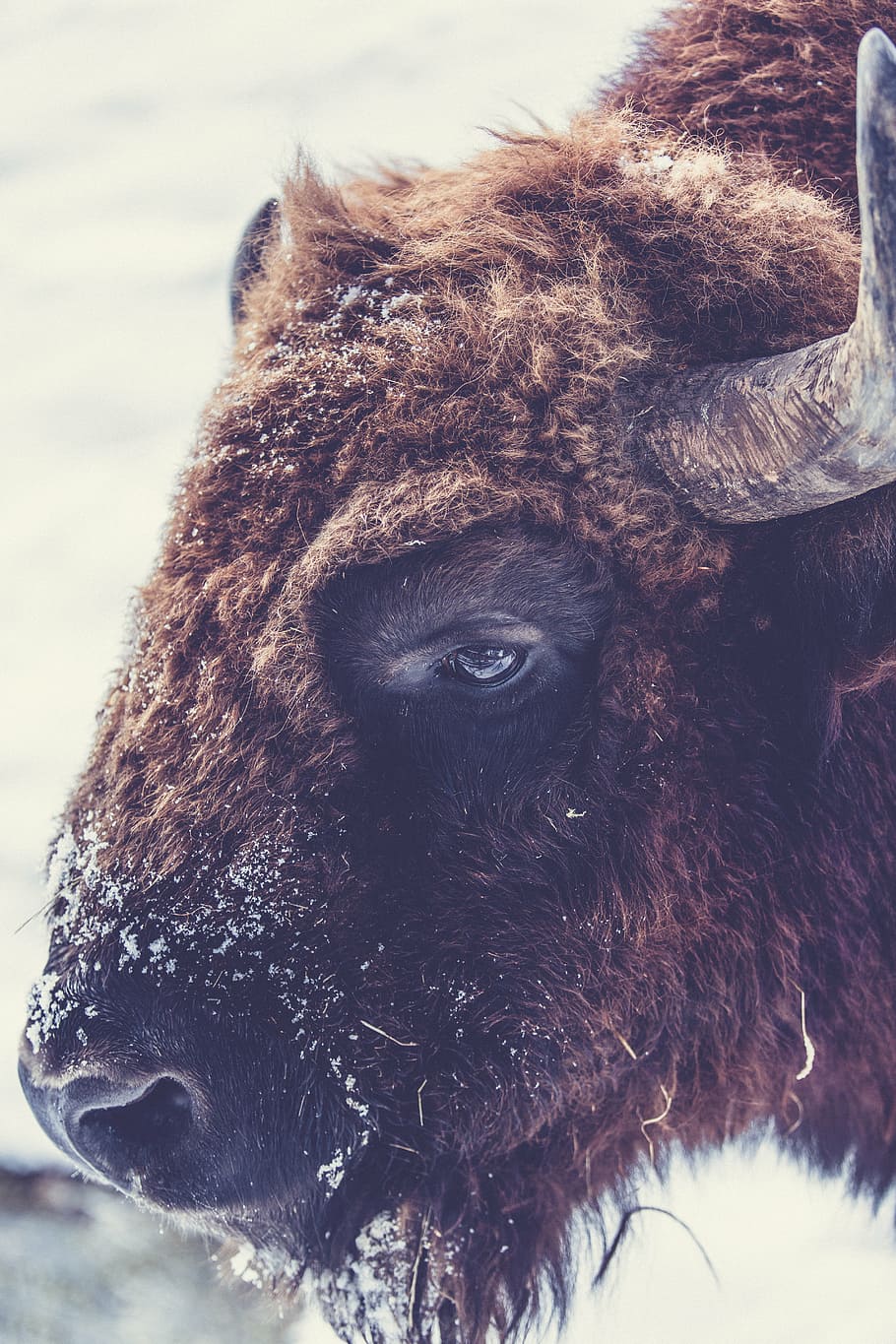 Bison 1080P, 2K, 4K, 5K HD wallpapers free download | Wallpaper Flare