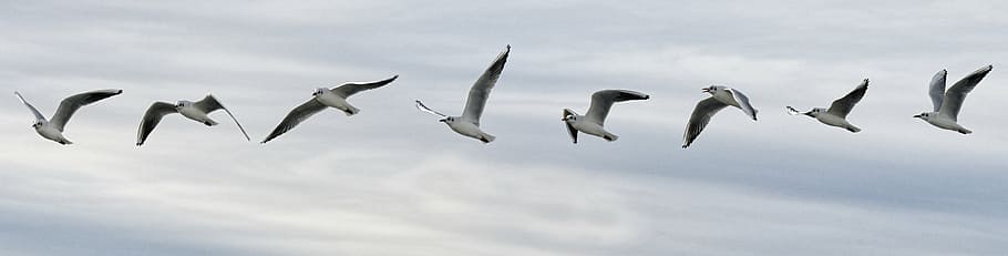 selective focus photograph of bird, flight, seagull, sequence HD wallpaper
