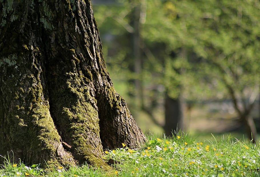 tree, spring, nature, plant, trunk, tree trunk, growth, grass HD wallpaper